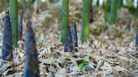 户外白天一棵竹笋在土地里生长摄影图配图高清摄影大图-千库网
