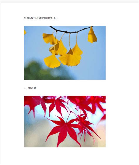 常见的叶子图片及名称(常见的树叶有哪些图片名称) - 养花经验