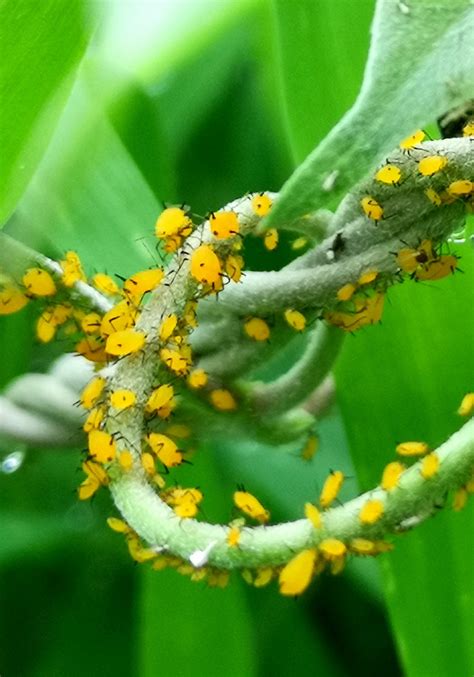地球上繁殖最快最具破坏性的害虫之一——蚜虫|蚜虫|害虫|破坏性_新浪新闻