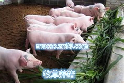 养猪饲养的种草技术如何进行,以种草为主养猪可以 - 品尚生活网