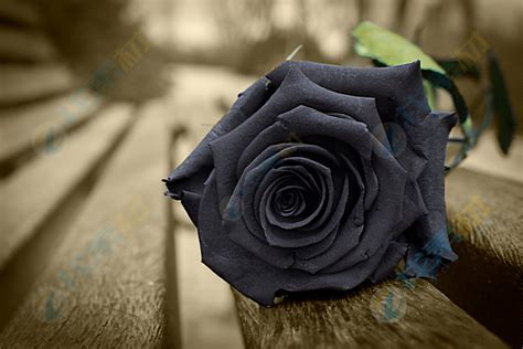玫瑰花生长和开花的玫瑰花卉背景美丽玫高清图片下载-正版图片504179568-摄图网