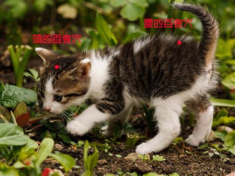 猫咪尾巴翘起来是代表什么（猫尾巴动作表达的意思解析） - 胖萌舍宠物网