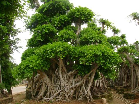 广西榕津华夏第一榕，相传因境内有十株大榕树而得名，实为罕见__财经头条