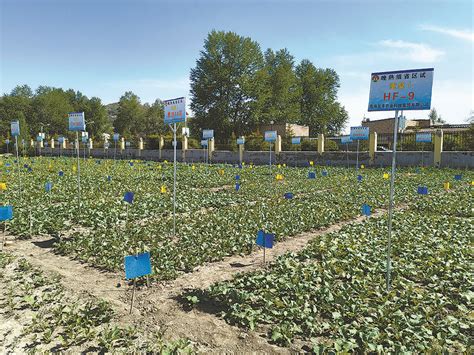 天津市春华农作物种植合作社50吨小站稻上市