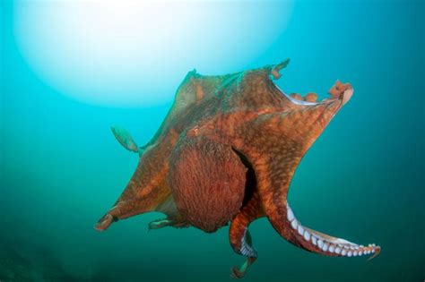 巨型章鱼 - 快懂百科
