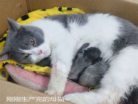 一只母猫可以同时怀上多只公猫的孩子？ - 知乎