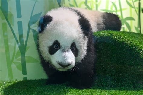 新加坡出生首只大熊猫宝宝首秀迎客__财经头条