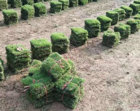 混播草坪种植自产自销大量出售草皮草卷青艺基地