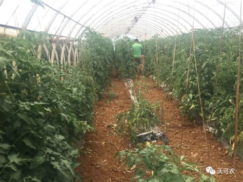 元生|番茄增产提质纪实（上）_昆明沃可农生物科技有限公司