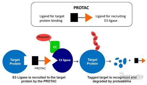 未来可期的PROTAC：全球最新研发进展_药物