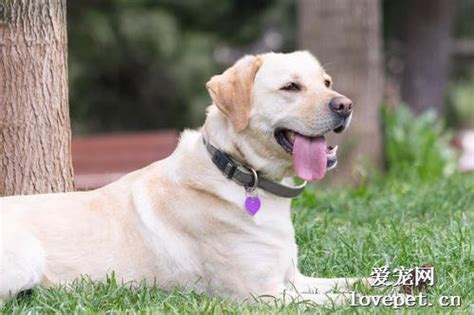 拉布拉多猎犬（犬科哺乳动物、宠物） - 搜狗百科
