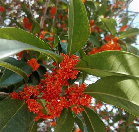 桂花树为什么不能栽在家里（院子里种桂花树好吗） - 花晓网