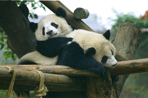 国宝来了！8只大熊猫入住凤凰“新家” - 要闻 - 湖南在线 - 华声在线