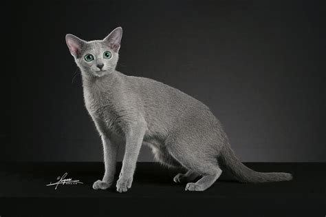 蓝猫宠物高清图片下载-正版图片501008366-摄图网