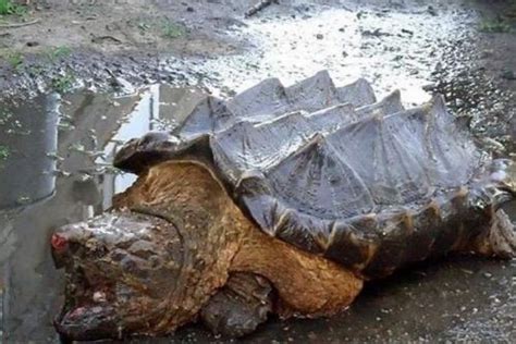 农村大哥河边捡到巨型乌龟，准备放生却被路人阻拦，劝其拿回炖汤