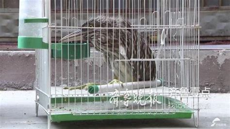 枣庄市民捡的这只“怪鸟” 原是国家三级保护动物_手机新浪网