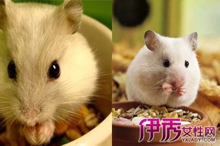 仓鼠最爱吃什么食物（仓鼠可以吃的食物列表大全） - 胖萌舍宠物网