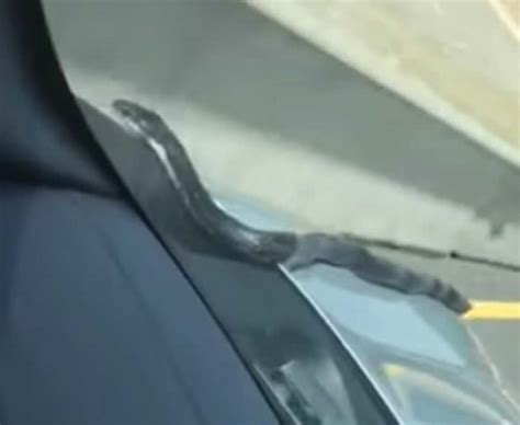 美国男子开车途中居然发现一条蛇从汽车引擎盖爬上来 - 神秘的地球 科学|自然|地理|探索