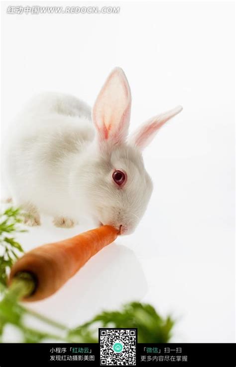 吃胡萝卜的小白兔图片免费下载_红动中国