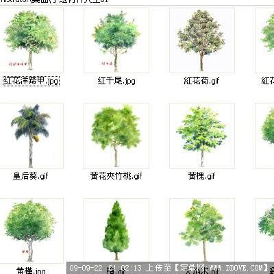 1200树木名称大全图册_常见园林树木160种图片 - 随意贴
