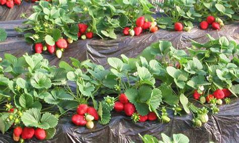 安徽阜阳：农科专家指导草莓种植“双减增效”-人民图片网