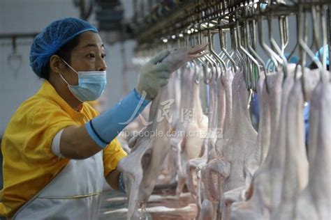 河北肃宁：肉鸭养殖产业成立“研究院”-人民图片网