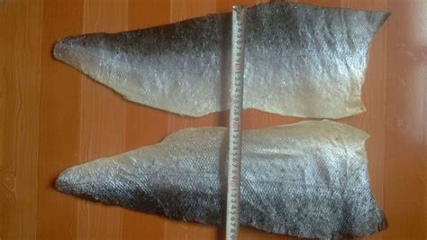青岛冷冻鱼皮厂家 鳕鱼皮 提料胶原蛋白 宠物食品原料-阿里巴巴