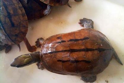 世界上最大的乌龟 巴西龟,身体长度可达30cm_小狼观天下
