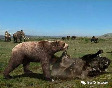 短面熊-史前巨型掠食动物|美洲_新浪新闻