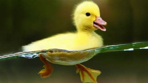 鸭妈妈带着小鸭子在水里玩耍，好幸福的一家子_新浪新闻