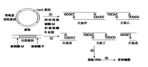 [题目]大肠杆菌中直接编码乳糖代谢所需酶类的基因叫结构基因.包括基因 lacZ.基因 lacY.基因 lacA.结构基因的上游有 3 个对结构 ...