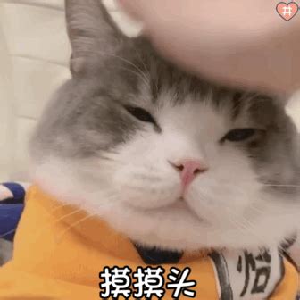 呆喵摸摸头表情包图片