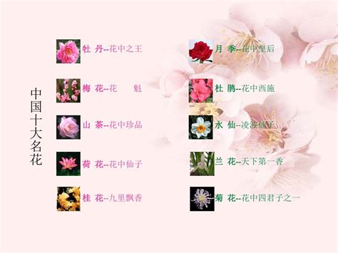 中国十大名花设计图__广告设计_广告设计_设计图库_昵图网nipic.com