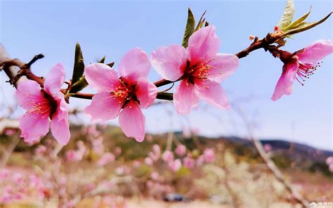 开花春自然花的季节绽放叶光明一天图片免费下载_自然风景素材免费下载_办图网