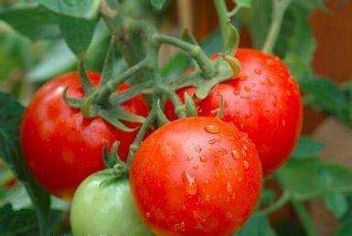 史上最详细番茄盆栽种植攻略，让你种出完美番茄_澎湃号·湃客_澎湃新闻-The Paper