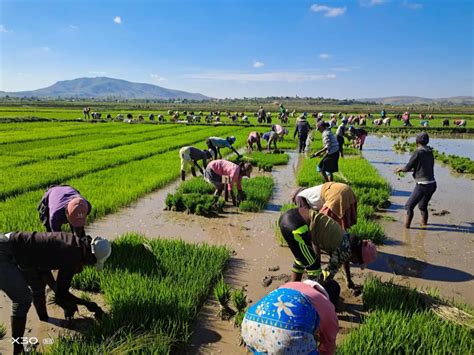 中国杂交水稻推广到数十国家和地区