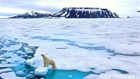 夏季冰层融化，为了生存北极熊向同类伸出利齿！众人一看沉默|北极熊|海狮|冰层_新浪新闻