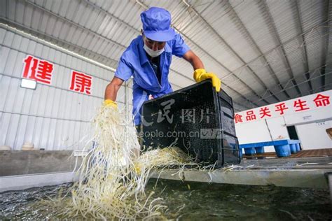 贵州毕节：工厂化生产豆芽助农增收-人民图片网