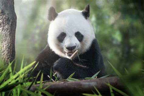 吃竹子的熊猫高清壁纸下载-壁纸图片大全