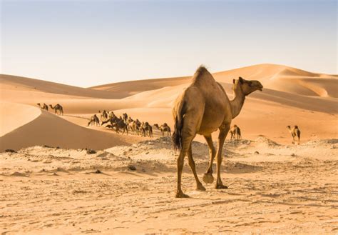 风景自然风景沙漠骆驼大气磅礴高清壁纸_图片编号60499-壁纸网