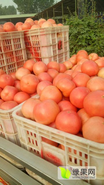 山东聊城永安蔬菜大市场西红柿大量供应13793059868 - 绿果网