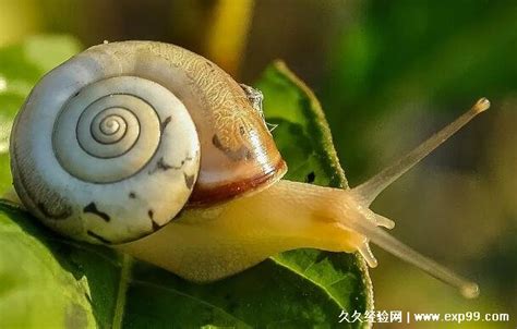 蜗牛是益虫还是害虫，总结起来其实是害虫(只在医药方面有价值) — 久久经验网