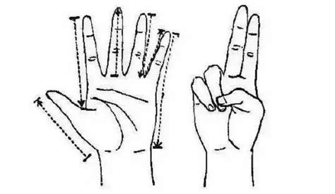 右手无名指经络图,左手无名指络图,无名指是哪个手指(第6页)_大山谷图库