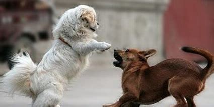 猫和狗见面就打架有什么办法没 打架致人轻伤怎么判刑_宠物百科 - 养宠客