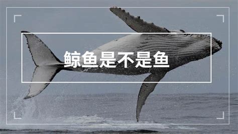 鲸鱼可以活多少岁 鲸鱼的寿命能达到多少_法库传媒网