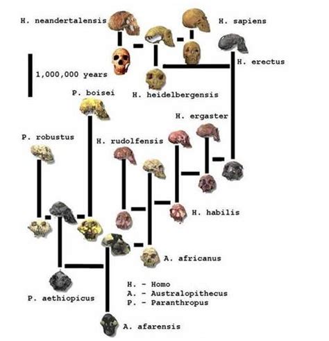 《生命的起源与演化》60集大型科普教学视频隆重问世----古脊椎动物与古人类研究所