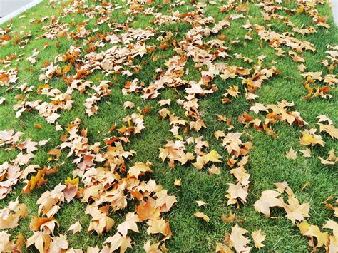 秋叶的纹理黄色落叶在公园高清图片下载-正版图片507376880-摄图网