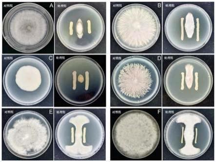 5株纤维菌属菌株的分离、鉴定及产酶活性研究