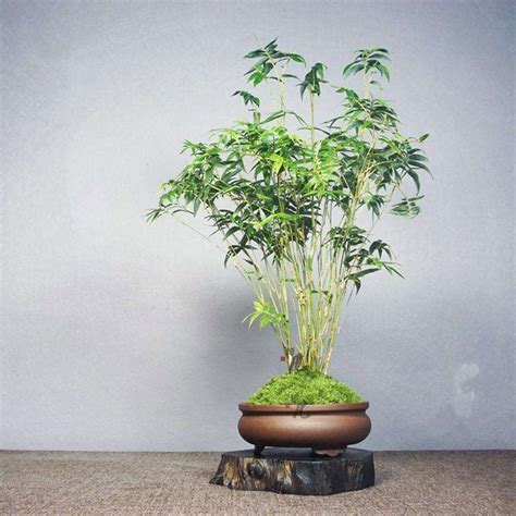 室内盆栽竹子的种类-农百科