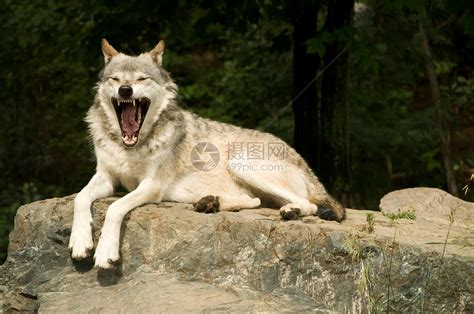 野生动物狼高清图片下载-正版图片307558925-摄图网